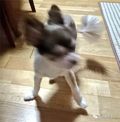  平时乖萌的汪星人一旦丑起来,各个都是高能崩坏表情包啊...
