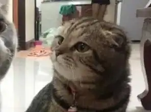  蓝猫刚吃完饭,结果发现一口都没给媳妇剩,蓝猫你摊上大事儿了