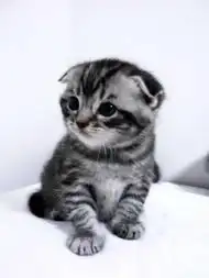  哪种长毛猫最可爱