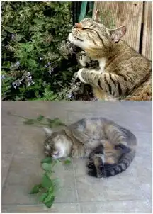  猫咪吃猫薄荷表情大合集卖萌超可爱