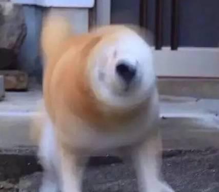 真怂表情包doge