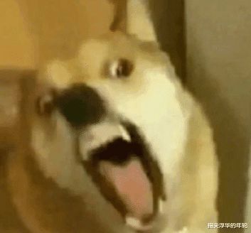  北京女子遛巨型烈性犬不拴绳吓到大妈,女主人竟疯狂叫嚣吓死你