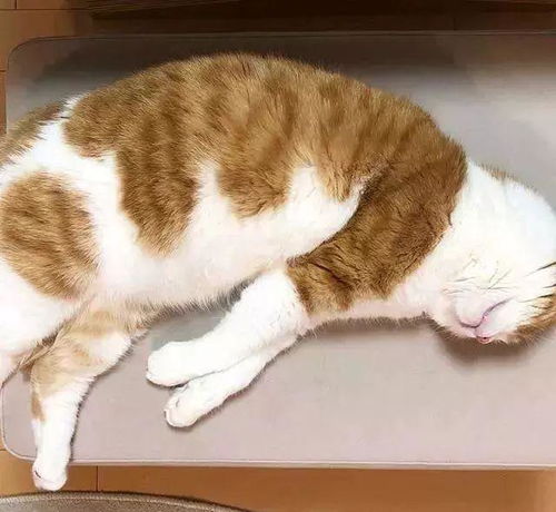  传说中的背影杀手小橘猫这只橘肥圆的身影实在太迷人