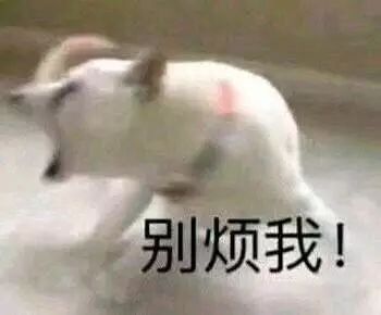  太喜欢沙雕猫狗表情包了,疯狂收图