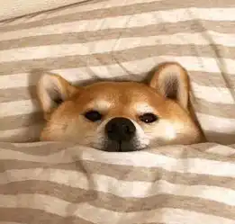  这么冷,你真的不考虑下我吗
