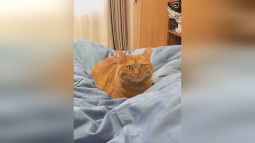  猫咪听到主人咳嗽,表情逐渐惊恐网友久病床前无孝猫