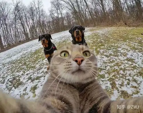 打滚表情包猫猫自拍