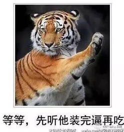 求网址表情包老虎