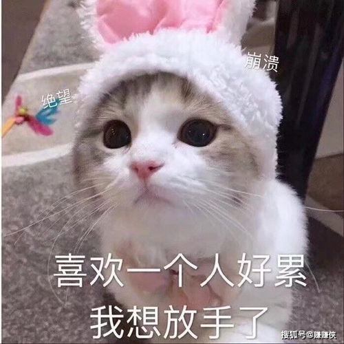  搞笑表情包