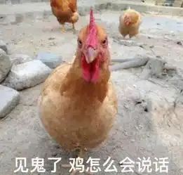 养鸡表情包高清家鸡