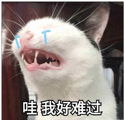  主人骗猫咪绝育,半夜起床上厕所时感觉不对劲,开灯一看傻眼了