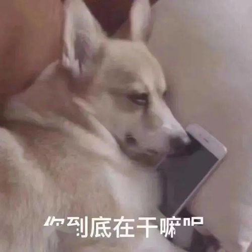  抖音热门潮图表情
