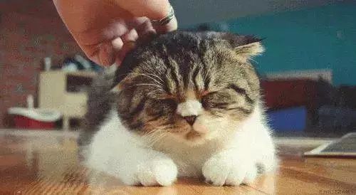 科学证明养猫的10大好处网易订阅
