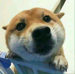  这只狗的情头