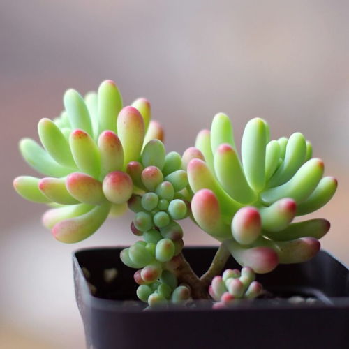 水彩花卉植物