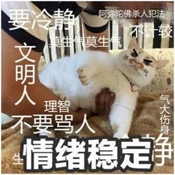  愿你在喵星永远幸福