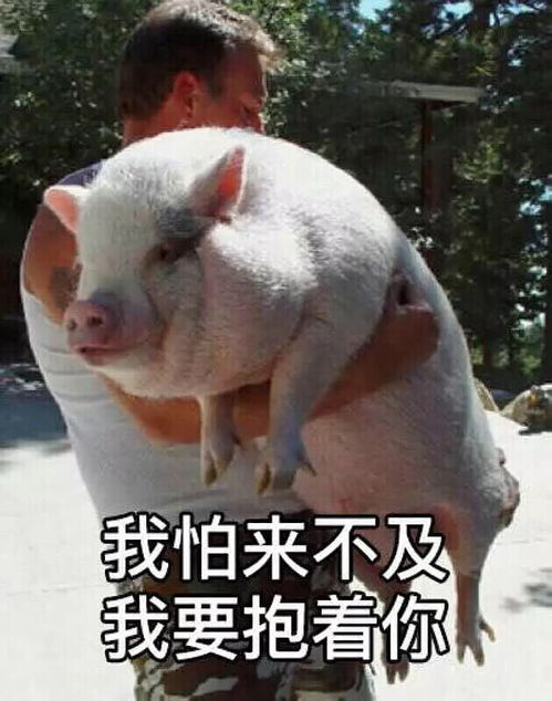  夜深了关于遛狗的事情,我想问一下,宠物跑步...