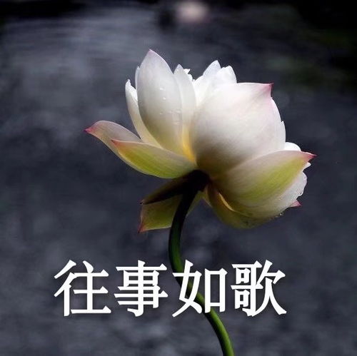  夏日荷花平静表情包,心如止水