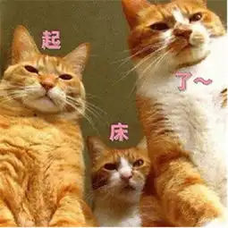  猫咪起床表情包可爱图片猫咪围观你起床表情包