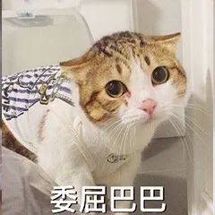 委屈猫表情包大全橘猫