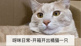  橘猫呀咪幼年嘤嘤怪坐电梯