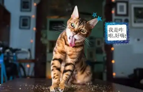 打滚表情包猫猫考查
