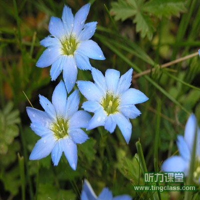  十二星座的幸运花