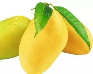  哈尔滨太平机场海关多批次检疫性有害生物搭飞机偷渡入境