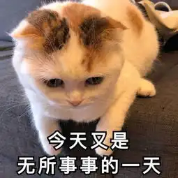 打滚表情包猫猫李姐