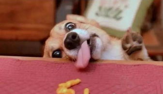  当狗狗猫猫遇见美食....这表情,也是醉了....