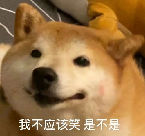  萌宠表情包我不应该笑是不是