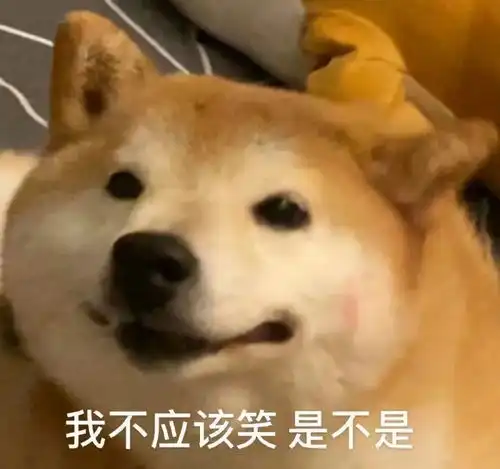  萌宠表情包我不应该笑是不是