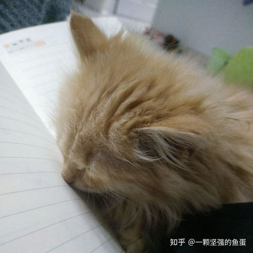  你见过最好看的橘猫长什么样