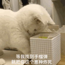  萌宠表情包必须爱我没有选择