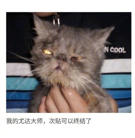 猫可爱表情包丑猫