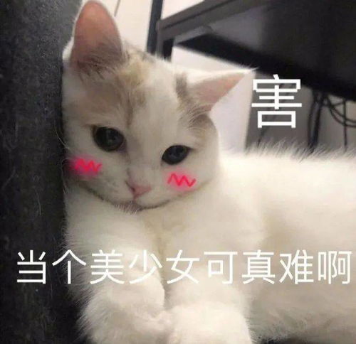  沙雕搞笑猫猫表情包
