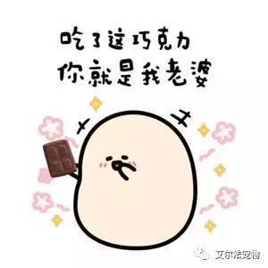  铲屎的,告诉你情人节要怎么过