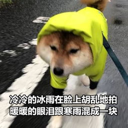  可爱逗比的汪星人表情包头像都微信头像我要个性网