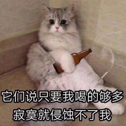  整理了一波猫咪表情包,分享给你们