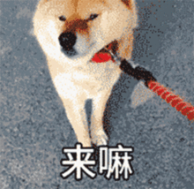  看株洲公安蜀黍带汪星人变身警队高手