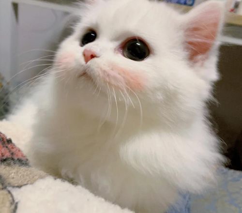  豆腐猫砂的好处与坏处