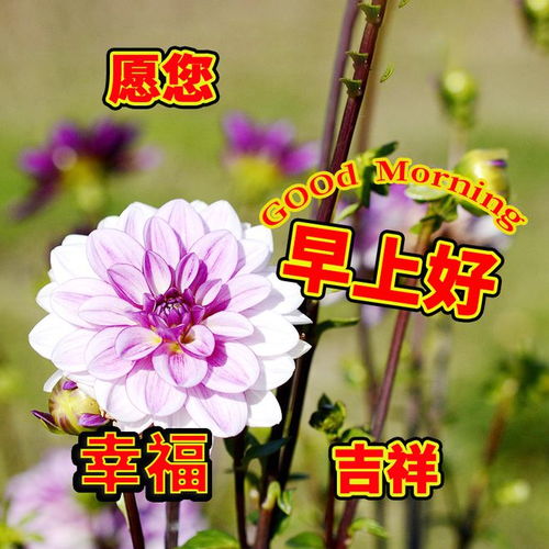  2024年5月10日早安图片大全,愿你平安喜乐,心随所愿,幸福吉祥快乐顾漫网易订阅