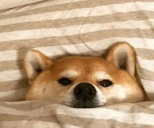  主人想带柴犬出门玩,但柴犬想在家里睡觉,走到半路,路人要笑疯