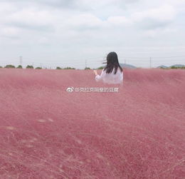  一年只有一个月,错过必须等一年魔都粉黛乱子草卷土重来,去晚了合影都要排队