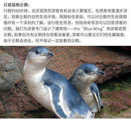 新西兰奥玛鲁奥马鲁观小蓝眼企鹅归巢门票零距离接触世界上最小企鹅日间夜间观赏可选