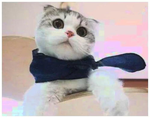  猫咪给主人送小老鼠当礼物,表情严肃不看你吃完,我不会罢休
