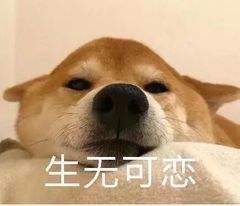  人不如狗系列狗狗可以有多土豪