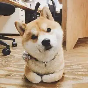  表情柴犬的前世今生从猎犬到网红表情包知乎表情