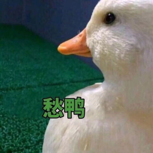  每日表情逗比聊天