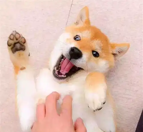  柴犬靠刷牙被众人熟知,每一个片段都是表情包